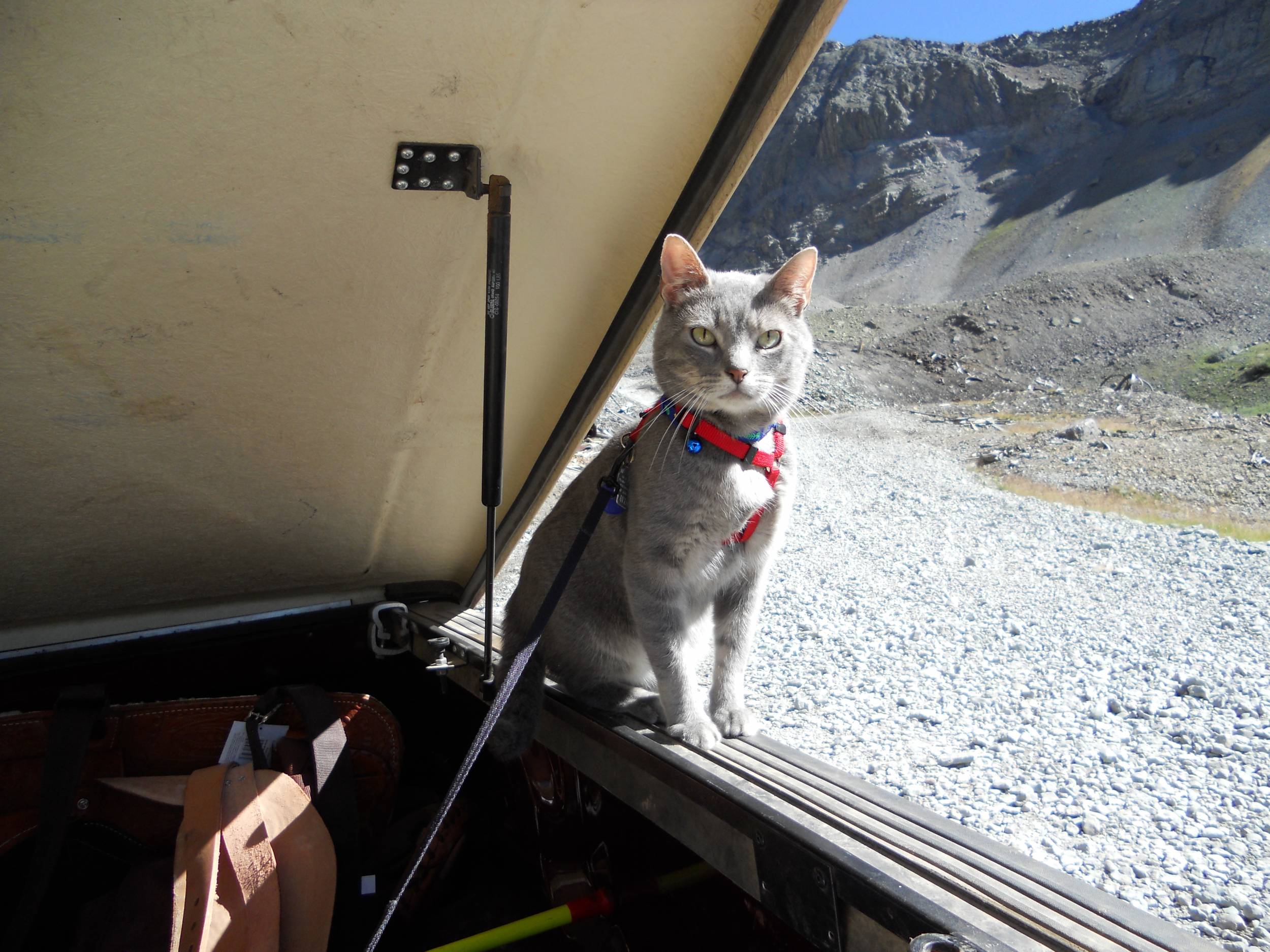 &quot;Stanley&quot; off road cat