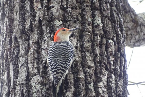 Red-bellied Woodpecker