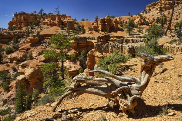 Red Canyon, Arches Trail
Red Canyon, UT