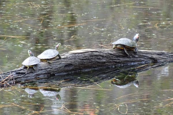 Red-eared sliders