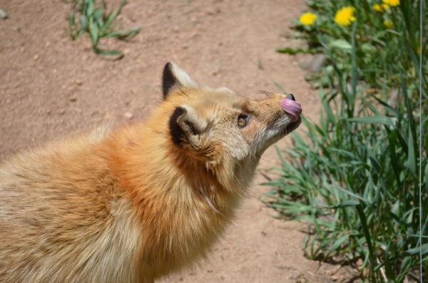 Red fox waiting for a snack