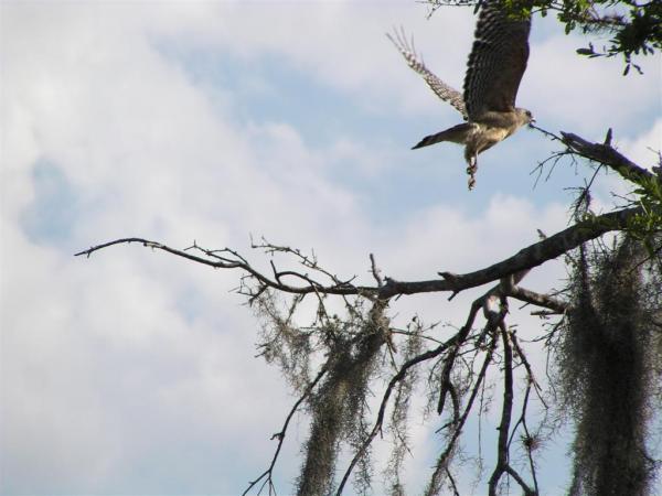 Red Tailed Hawk in Flight