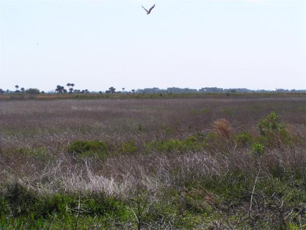 Red Tailed Hawk in Flight