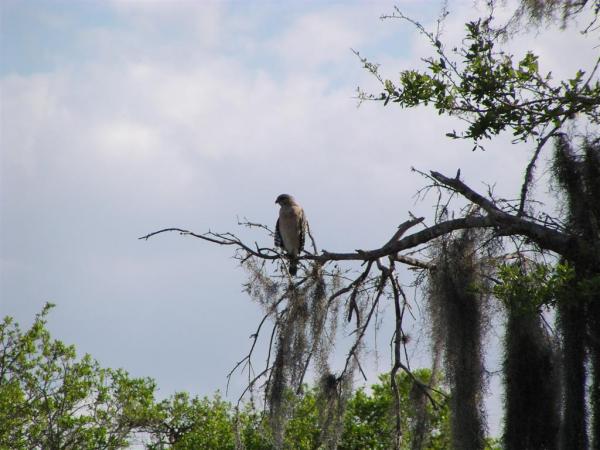 Red Tailed Hawk on Branch