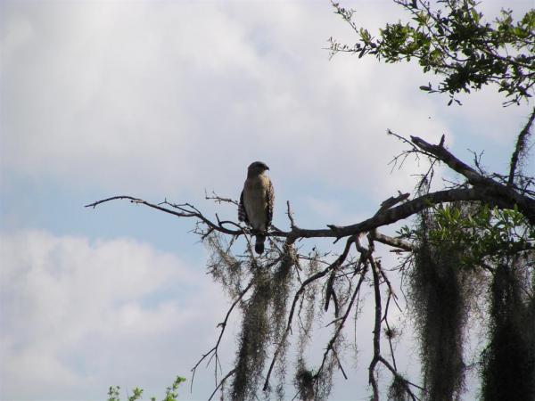 Red Tailed Hawk on Branch