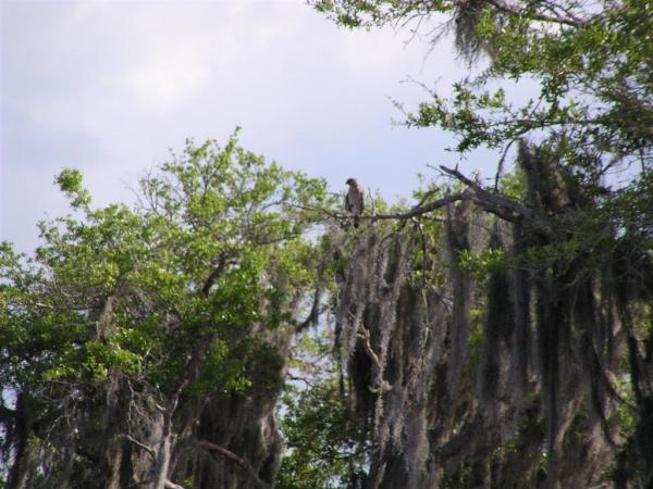 Red Tailer Hawk