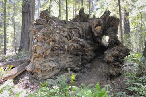 Redwood Forest, Ca