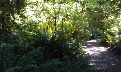 Redwood in Oregon, 2011