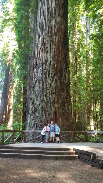 Redwoods northern California