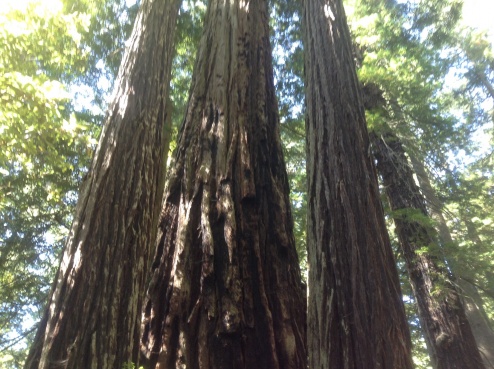 Redwoods!