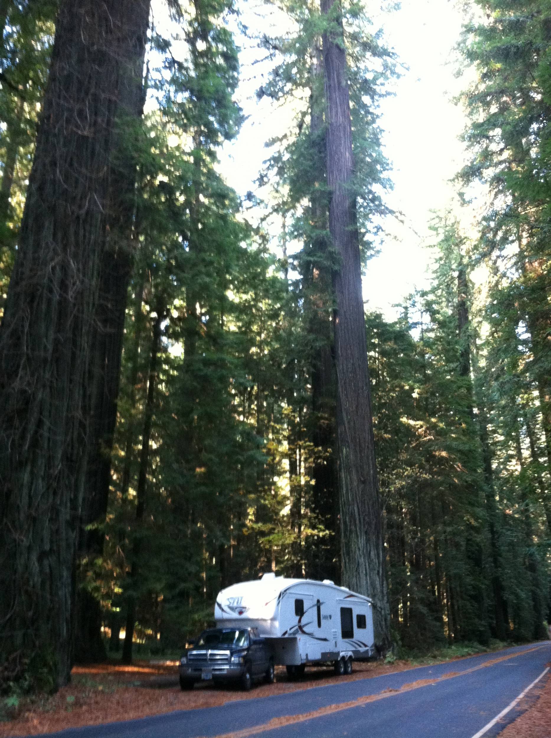 Redwoods