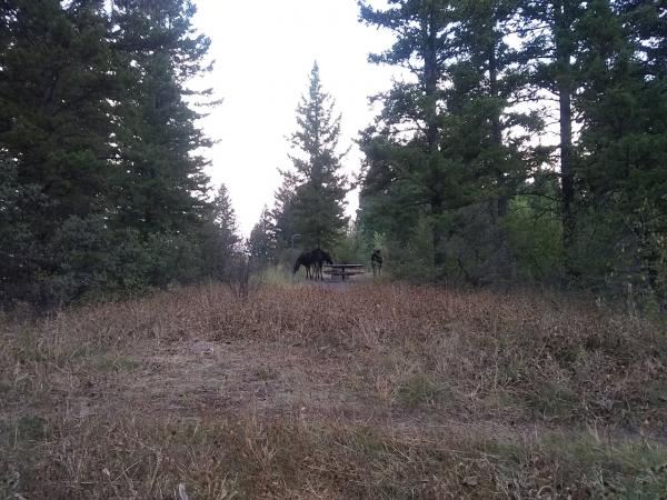 Regular morning visitors to our campsite - Scout Mountain Campground, Pocatello, ID