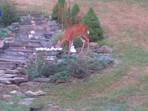 Right outside our window, Canonsburg Penna.