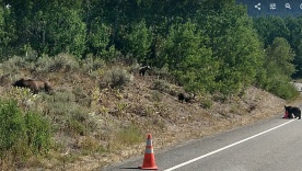 Road cone dies from viscous bear cub attacks.