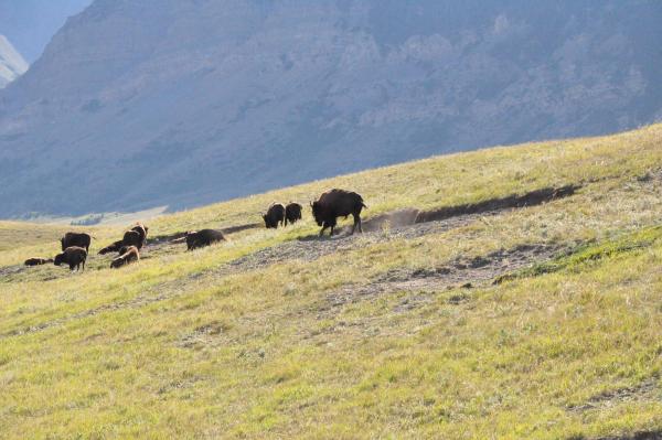 roaming bison