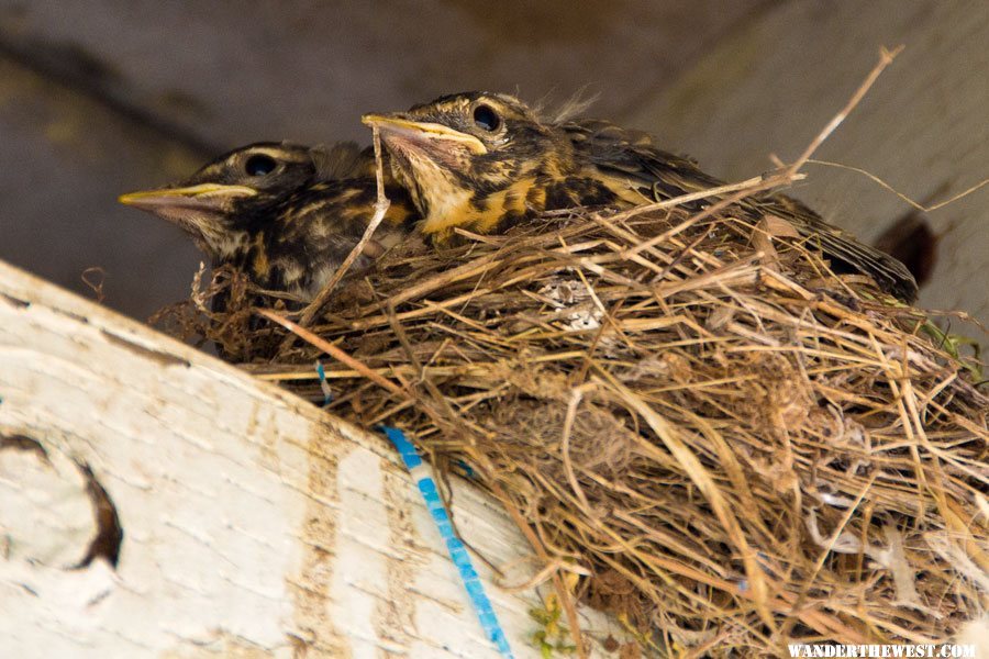 Robin Chicks