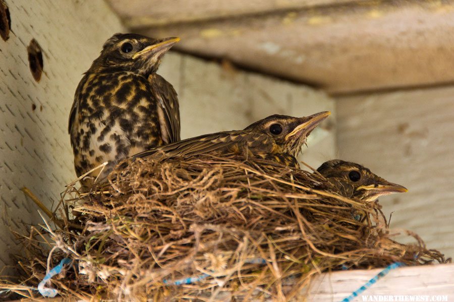 Robins 30 May 2012