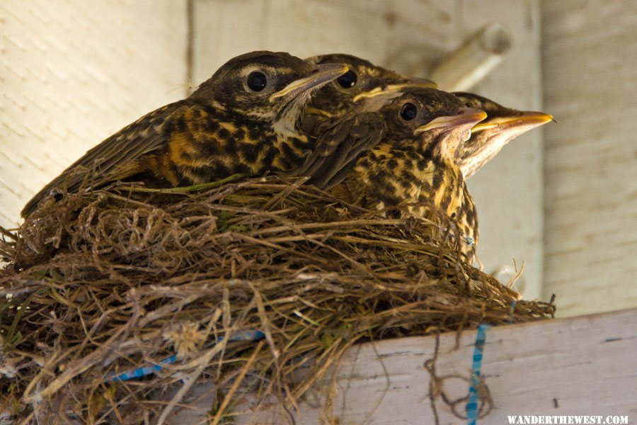 Robins 31 May 2012