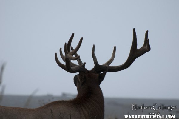 Roosevelt Elk on Usal Beach