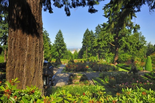 Rose Garden, Portland Oregon