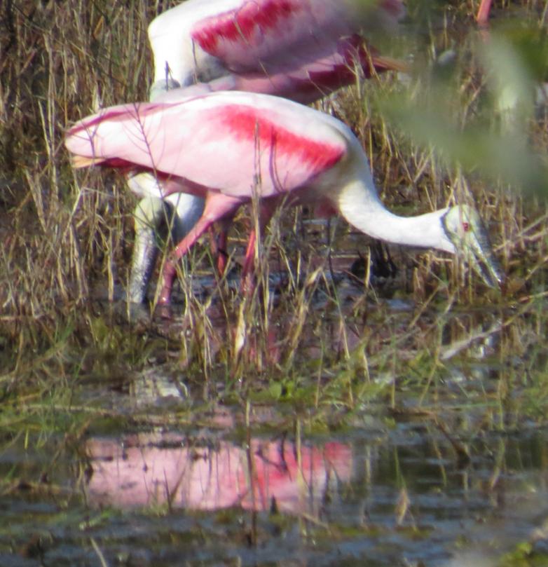 Roseate Spoonbill