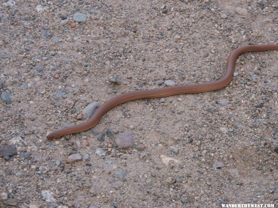 Rosy Boa.JPG