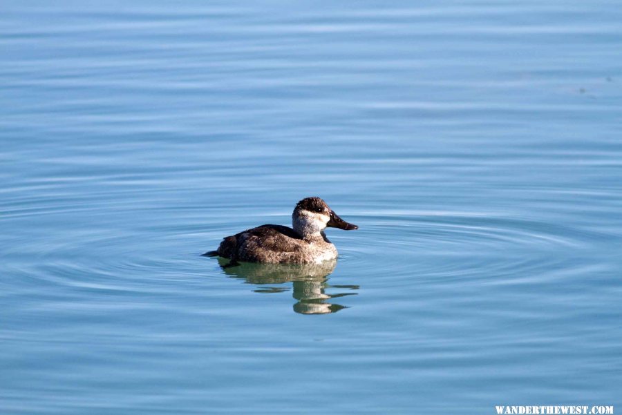 Ruddy Duck