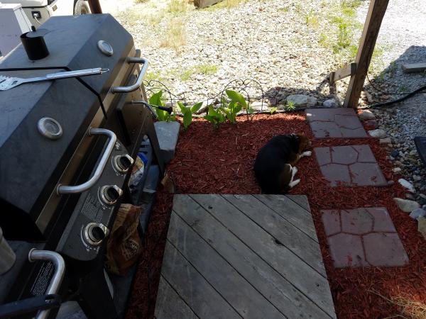 Rusty guarding the grill