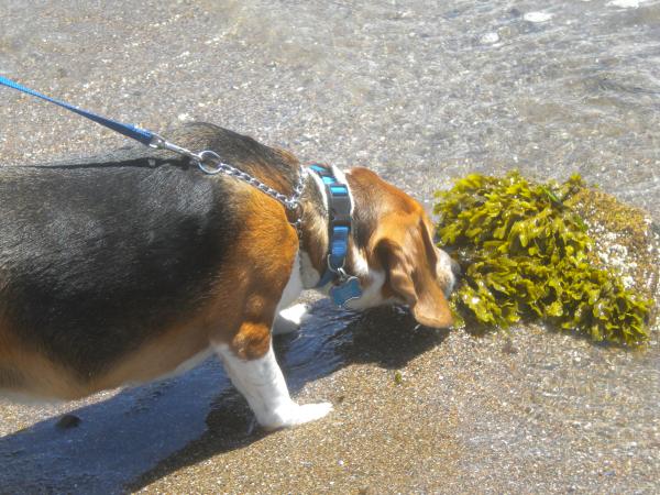 Ryley discovers seaweed!!