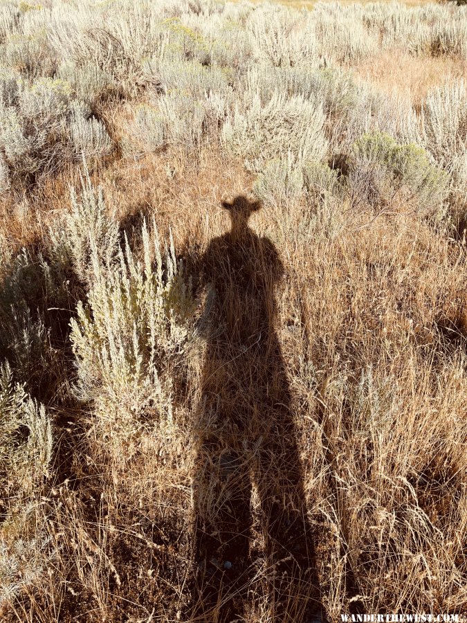 Sagebrush Shadows