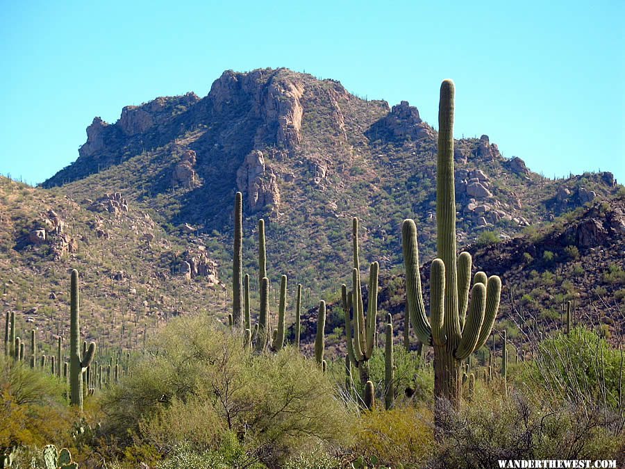 Saguaro National Park