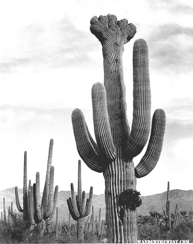 "Saguaros, Saguaro National Monument" by Ansel Adams, ca. 1933-1942