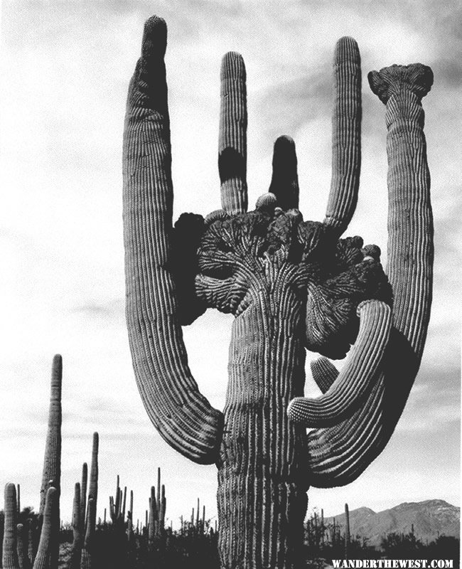 "Saguaros, Saguaro National Monument" by Ansel Adams, ca. 1933-1942