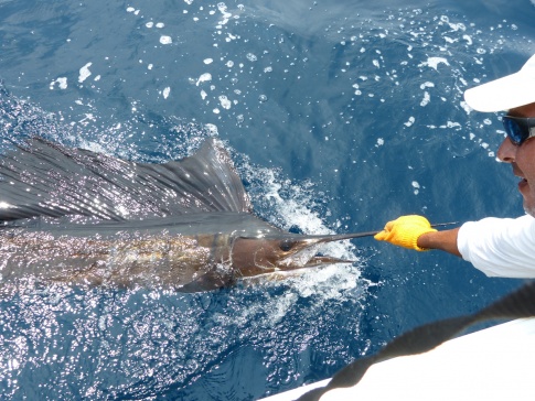 Sailfish and Marlin on the fly in Costa Rica