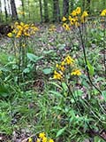 Salt fork Trail Flowers