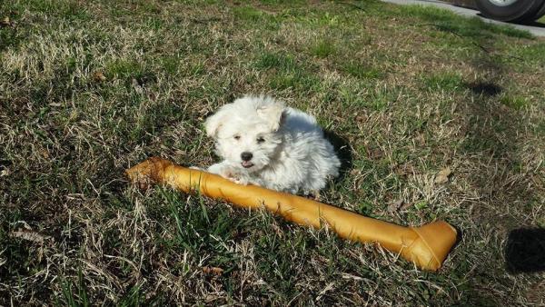 Sammy and his bone.