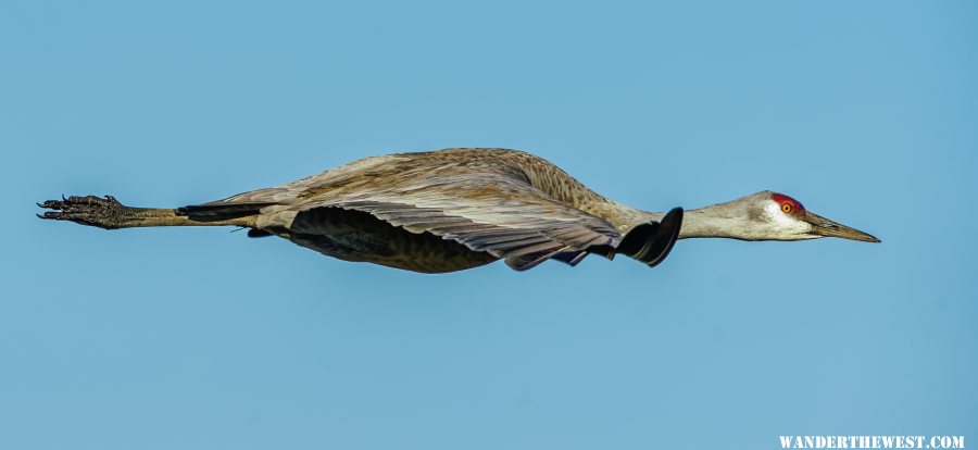 Sandhill Crane in flight