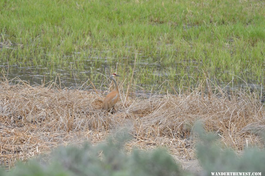 Sandhill Crane