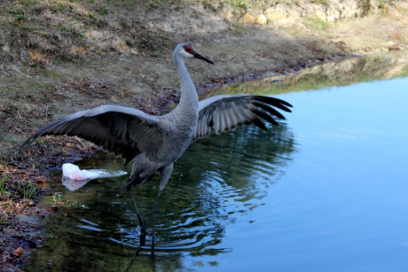 Sandhill Cranes at Thousand Trails, Orlando (near Clermont, Florida)