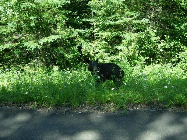 Saw this little guy on the side of the road in Agawa canyon.