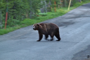 Scarface the old Grizzly on a late evening passage through the camp.