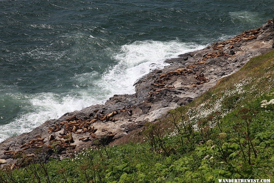 Sea Lion Caves