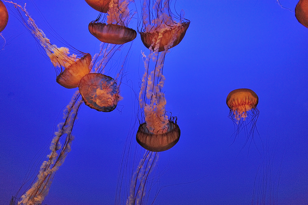 Sea Nettles