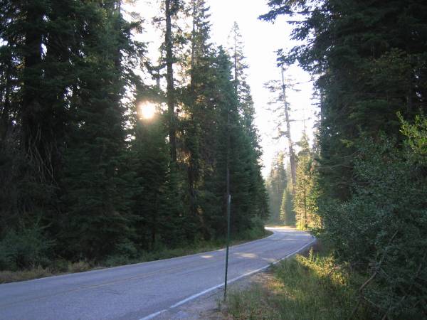 Sequoia NP