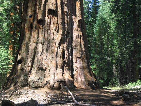 Sequoia NP