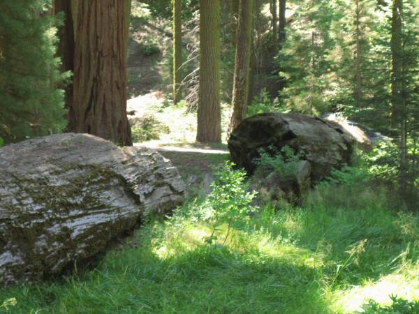 Sequoia NP