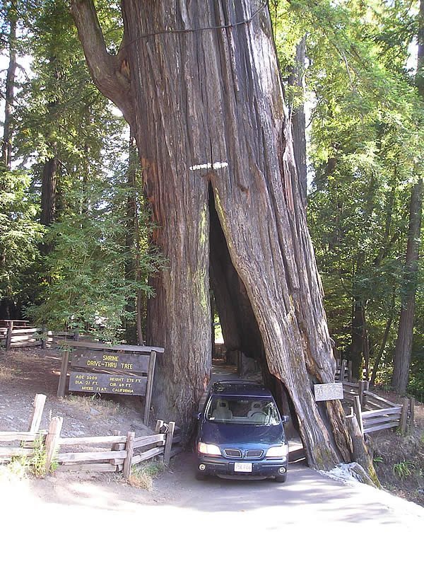 Shrine Drive-Thru Tree