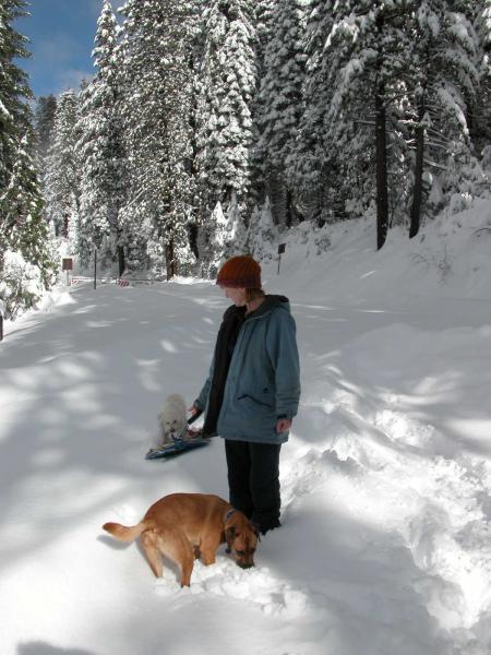 Sledding on Glaicer Point Road