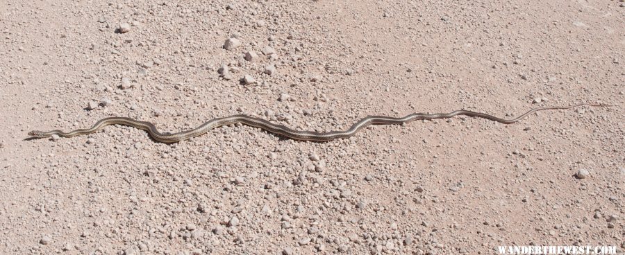 Snake!  On the Toroweap Road