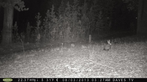 Snowshoe Hare in the safety of the night.